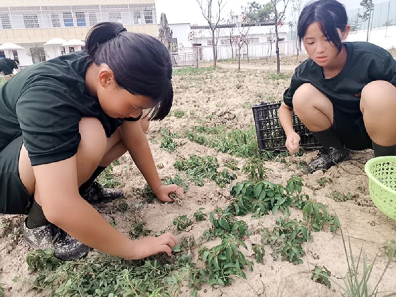 學生在啟德特訓學校勞動基地采摘野菜